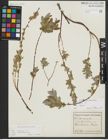 Foto von Salix repens subsp. repens L.